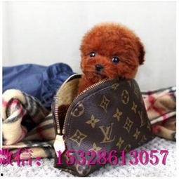 天门泰迪爆料视频大全集,揭秘幕后真相  第3张